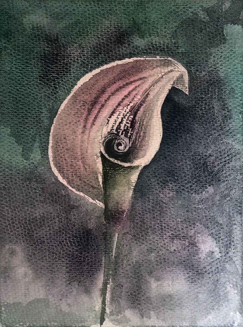 Calla - akwarela 